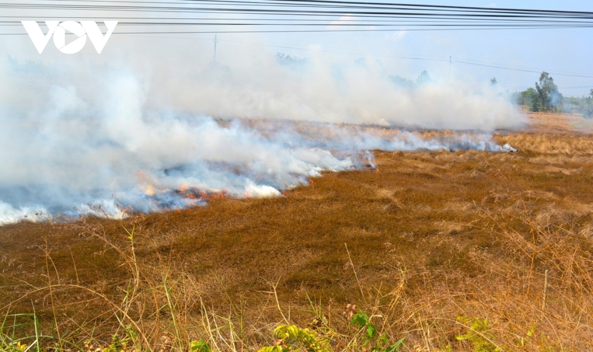 nong dan bo thoi quen dot dong de trong lua chat luong cao hinh anh 1