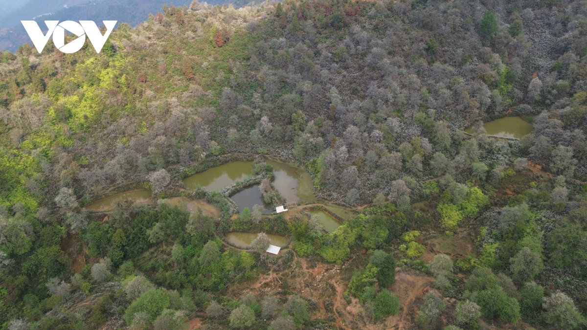 sac hoa son tra thu hut du khach ve nam nghep, son la hinh anh 4