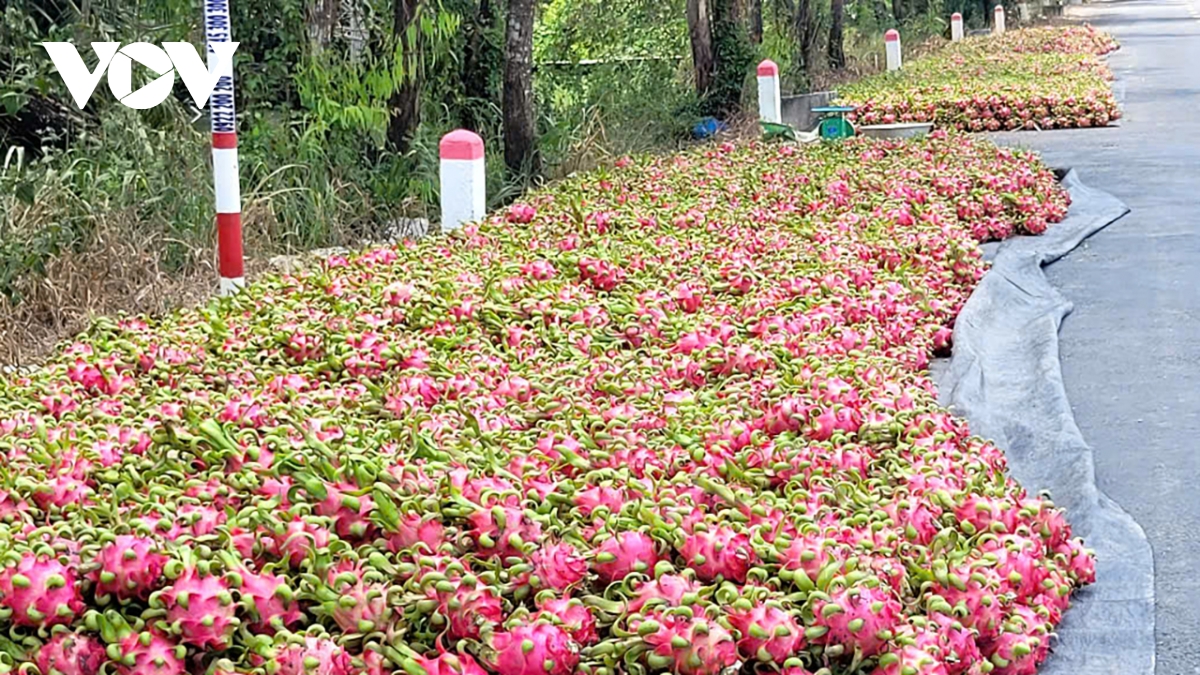 Đồng Tháp: Nhiều loại nông sản dội hàng, sụt giá, nhà nông thua lỗ