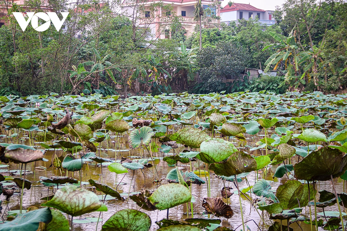 to sen nang tam san pham lang nghe det lua phung xa hinh anh 5
