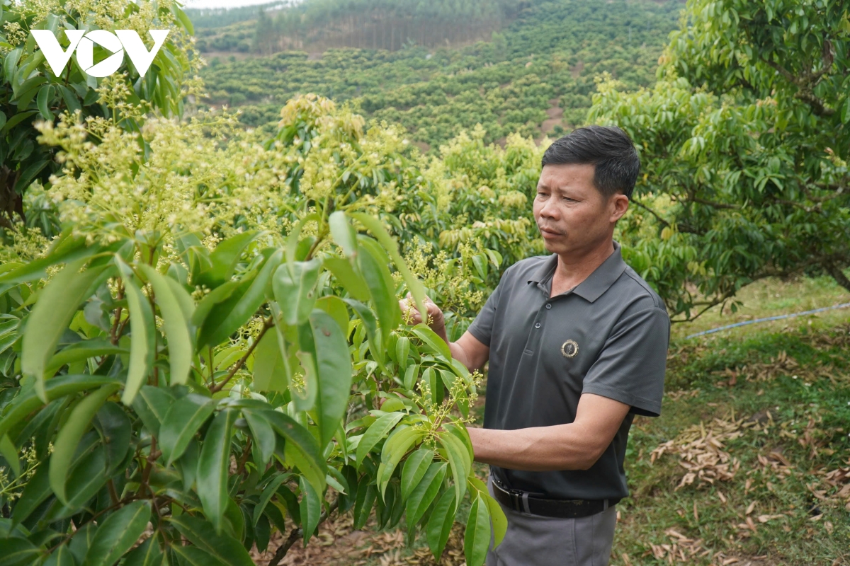 Thủ phủ vải thiều ở Bắc Ninh đứng trước nguy cơ giảm sản lượng