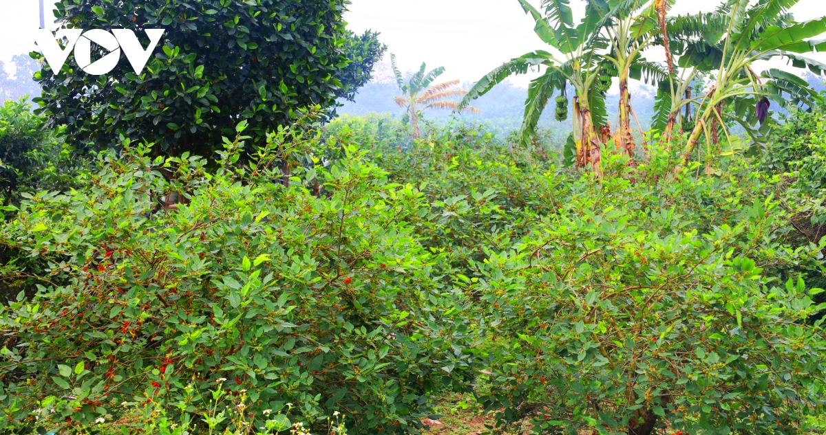 dau tam vao vu nguoi dan hat mon tat bat, thu nhap tang cao hinh anh 1