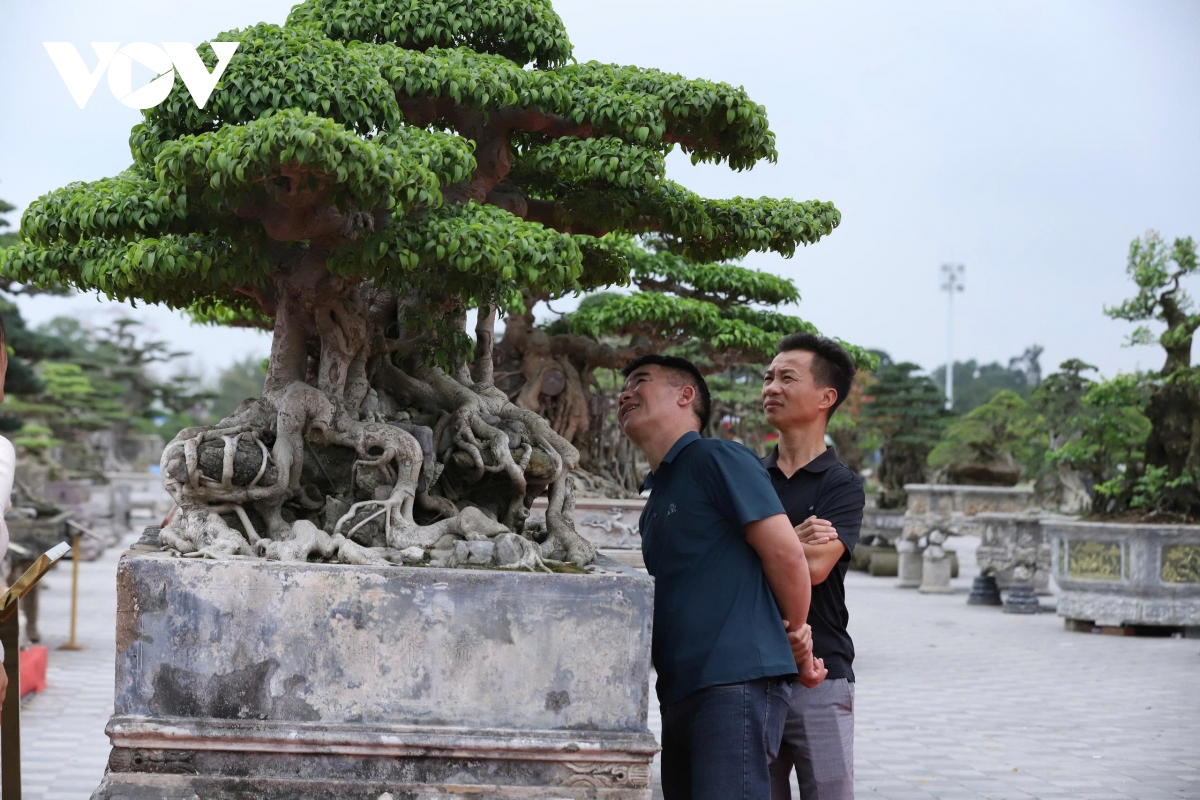 du khach me man ngam tranh, thuong cay, san do co giua hoi khai an Den tran hinh anh 6