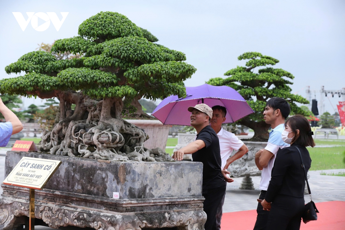 du khach me man ngam tranh, thuong cay, san do co giua hoi khai an Den tran hinh anh 7
