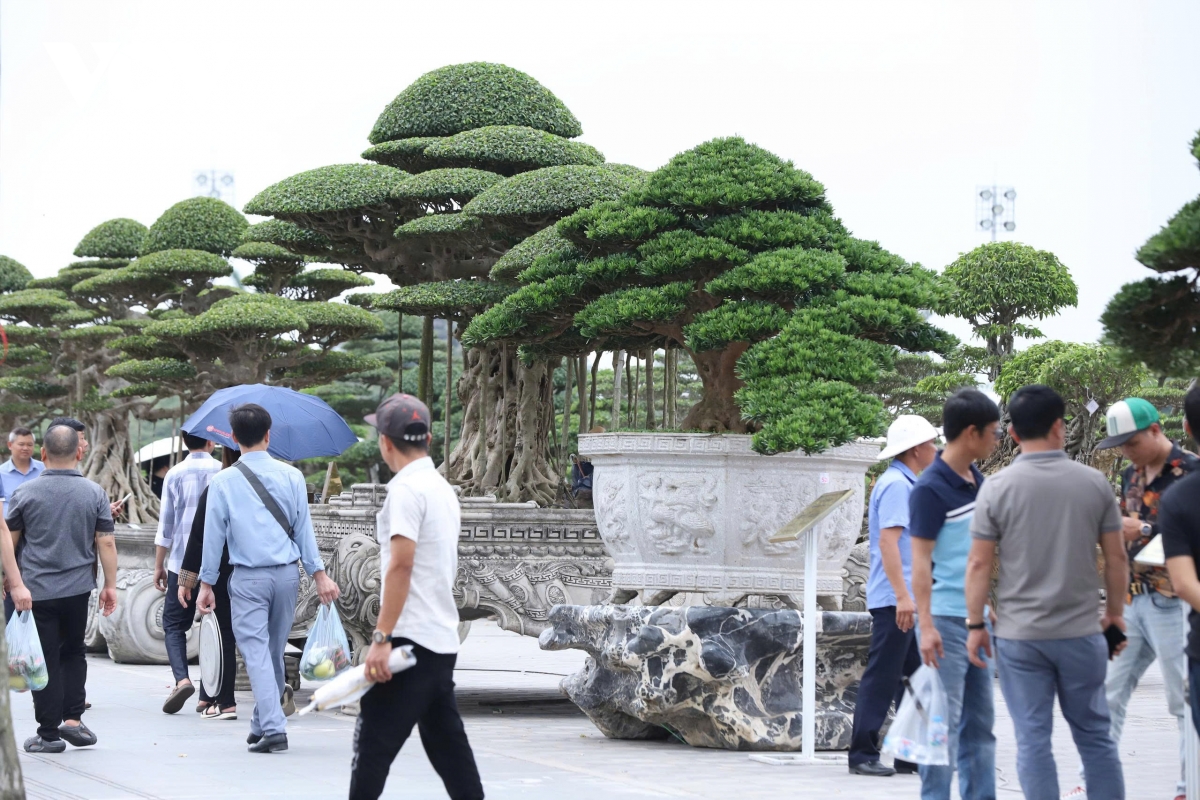 du khach me man ngam tranh, thuong cay, san do co giua hoi khai an Den tran hinh anh 5