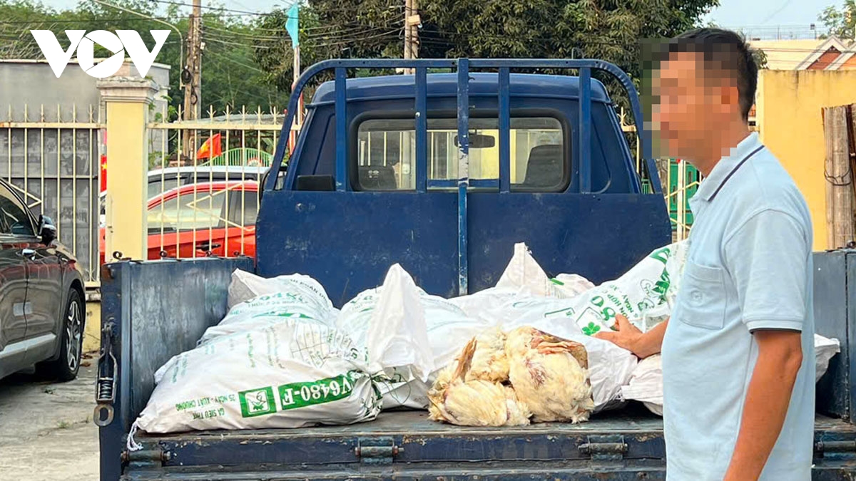 bat chap xu phat, tai xe o tp.hcm tiep tuc cho 450kg ga ban di tieu thu hinh anh 2