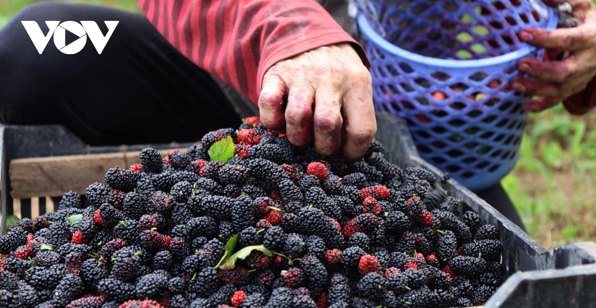 dau tam vao vu nguoi dan hat mon tat bat, thu nhap tang cao hinh anh 7