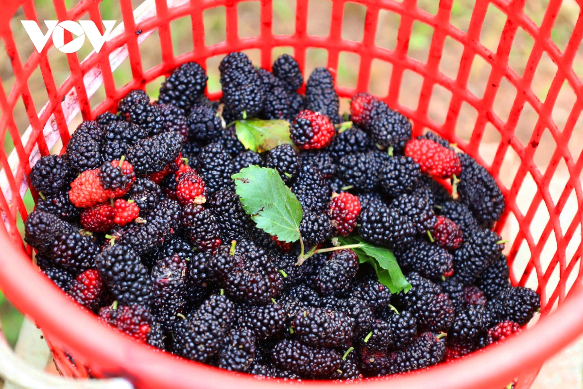 dau tam vao vu nguoi dan hat mon tat bat, thu nhap tang cao hinh anh 8