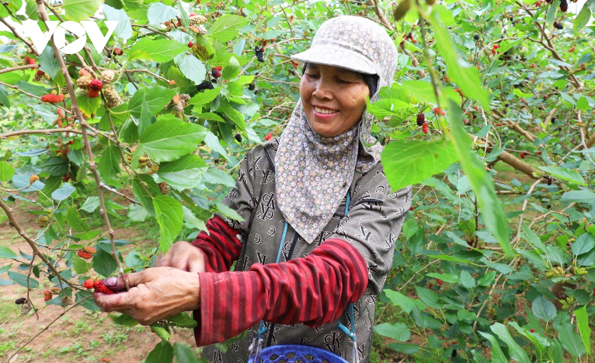 dau tam vao vu nguoi dan hat mon tat bat, thu nhap tang cao hinh anh 3