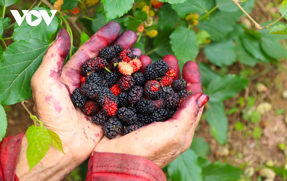 dau tam vao vu nguoi dan hat mon tat bat, thu nhap tang cao hinh anh 4