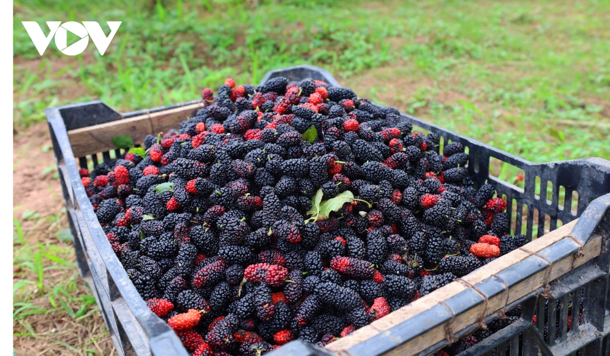 dau tam vao vu nguoi dan hat mon tat bat, thu nhap tang cao hinh anh 9