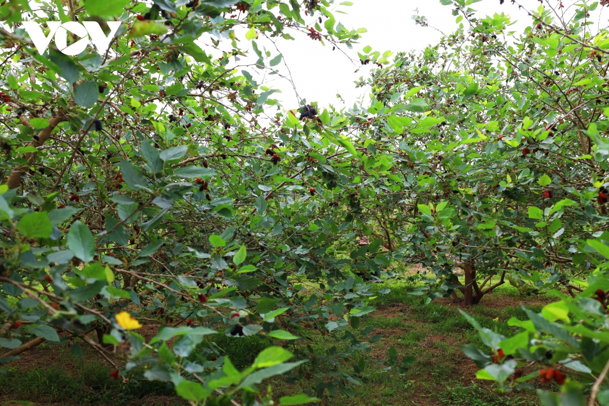 dau tam vao vu nguoi dan hat mon tat bat, thu nhap tang cao hinh anh 12