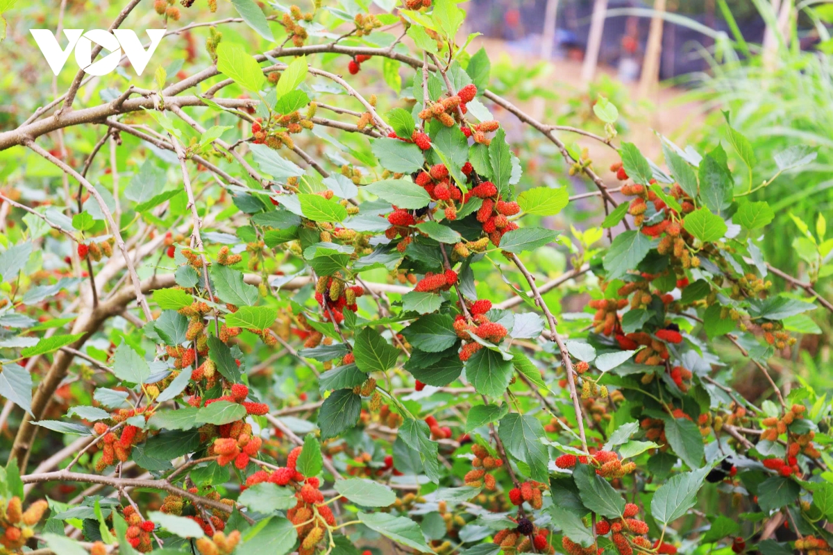 dau tam vao vu nguoi dan hat mon tat bat, thu nhap tang cao hinh anh 2
