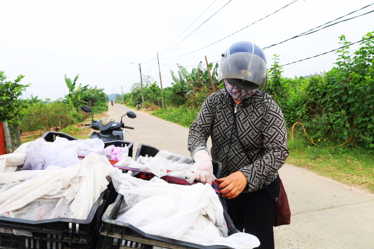 dau tam vao vu nguoi dan hat mon tat bat, thu nhap tang cao hinh anh 11