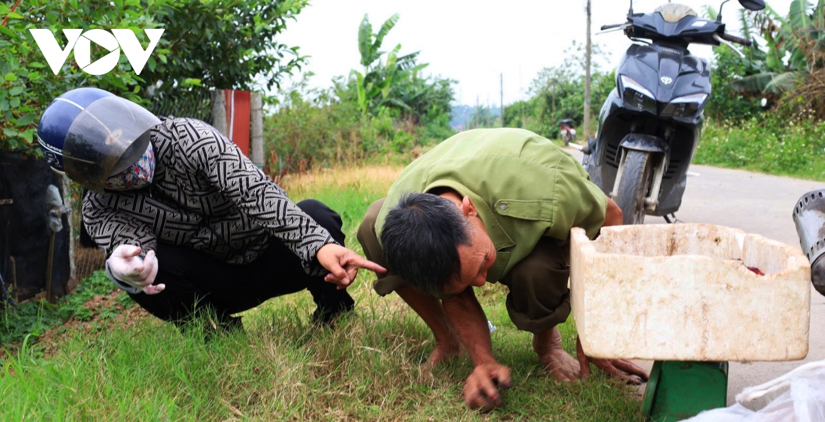 dau tam vao vu nguoi dan hat mon tat bat, thu nhap tang cao hinh anh 10