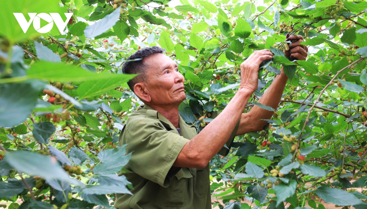 dau tam vao vu nguoi dan hat mon tat bat, thu nhap tang cao hinh anh 5