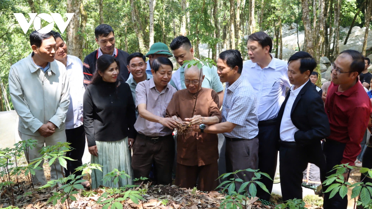 ho tro giong cay sam ngoc linh giup thanh nien quang ngai khoi nghiep hinh anh 1