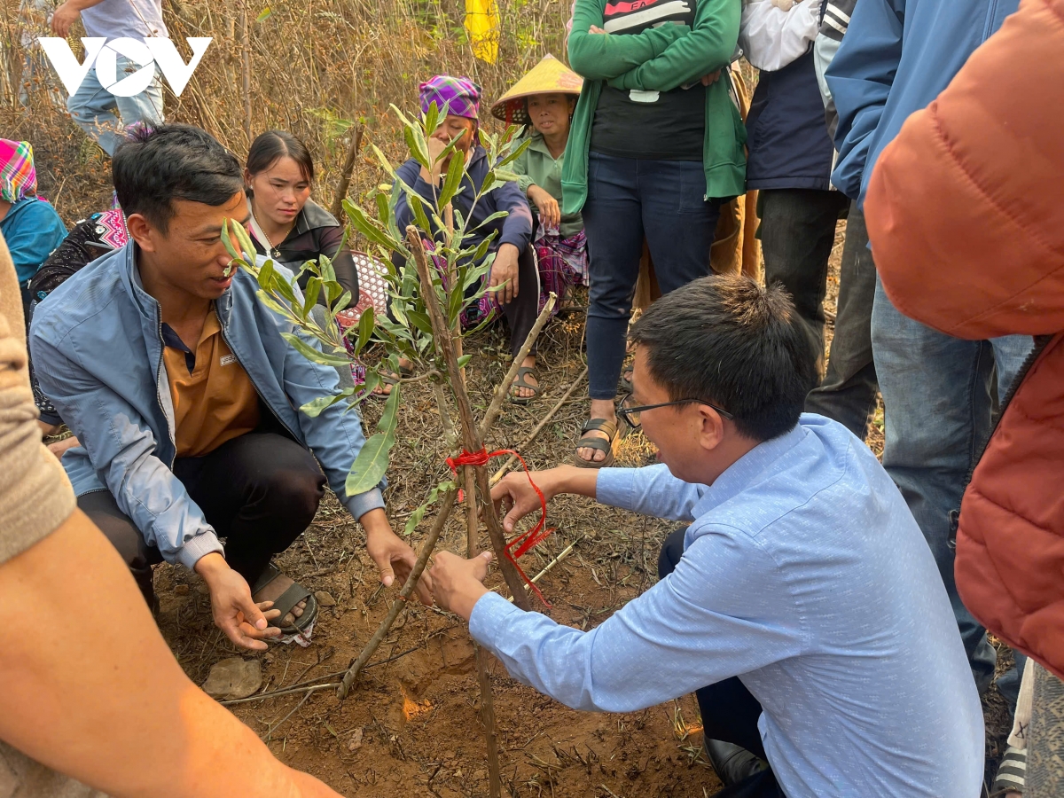 Nậm Kè phát triển 700ha cà phê, mắc ca mở hướng mới phát triển kinh tế vùng biên