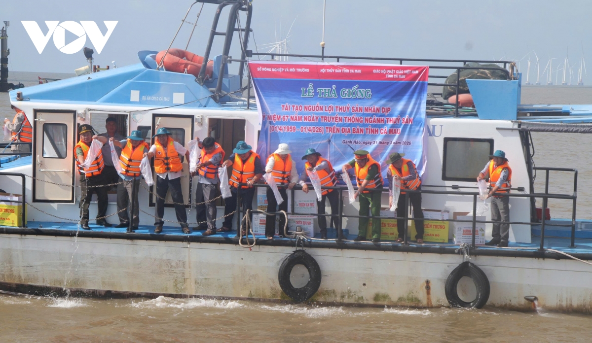 Thả hơn 2 triệu con tôm sú giống tái tạo nguồn lợi thủy sản ở Cà Mau