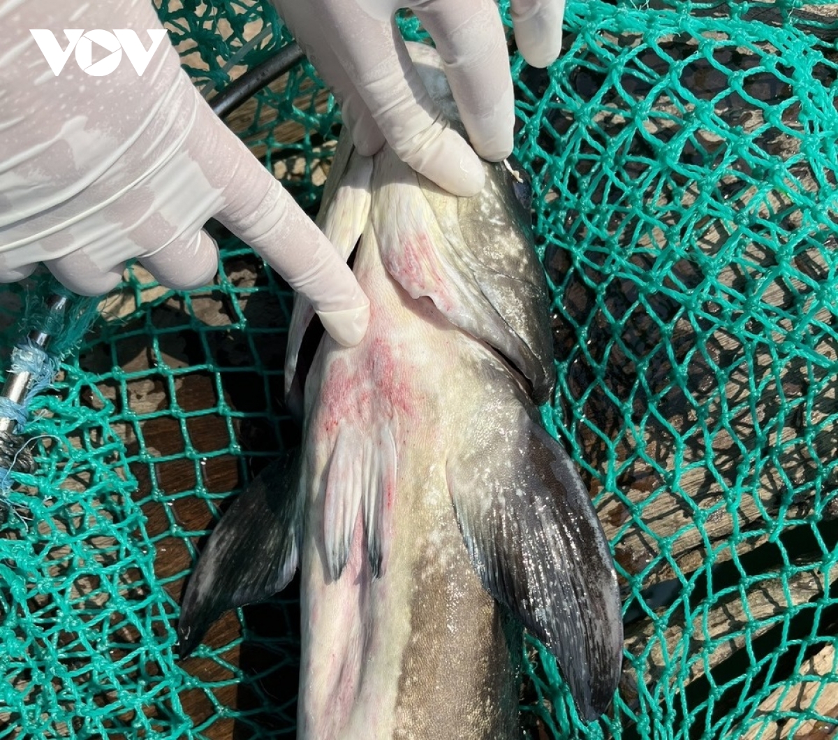 ca bop nuoi long be o ly son chet hang loat hinh anh 3