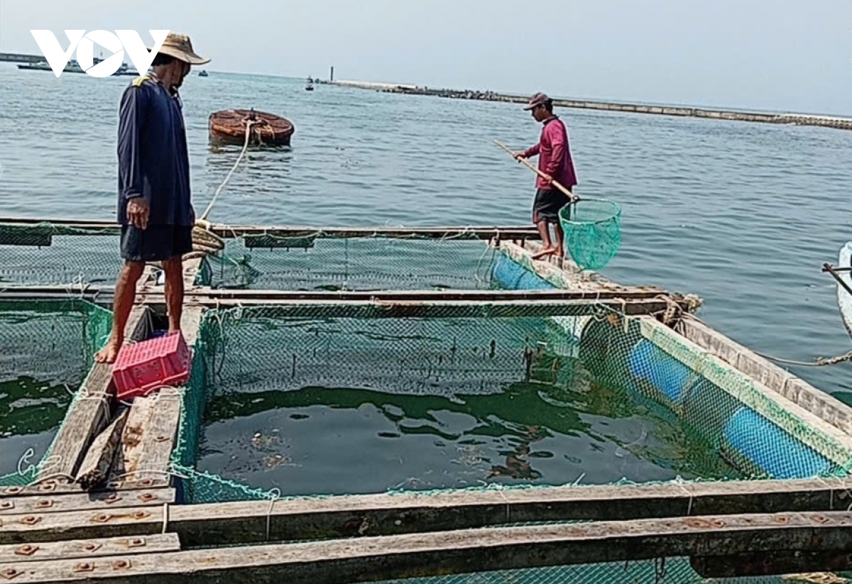 ca bop nuoi long be o ly son chet hang loat hinh anh 2