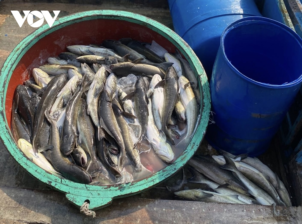 ca bop nuoi long o ly son chet hon 90 tan, thiet hai hon 16 ty dong hinh anh 1