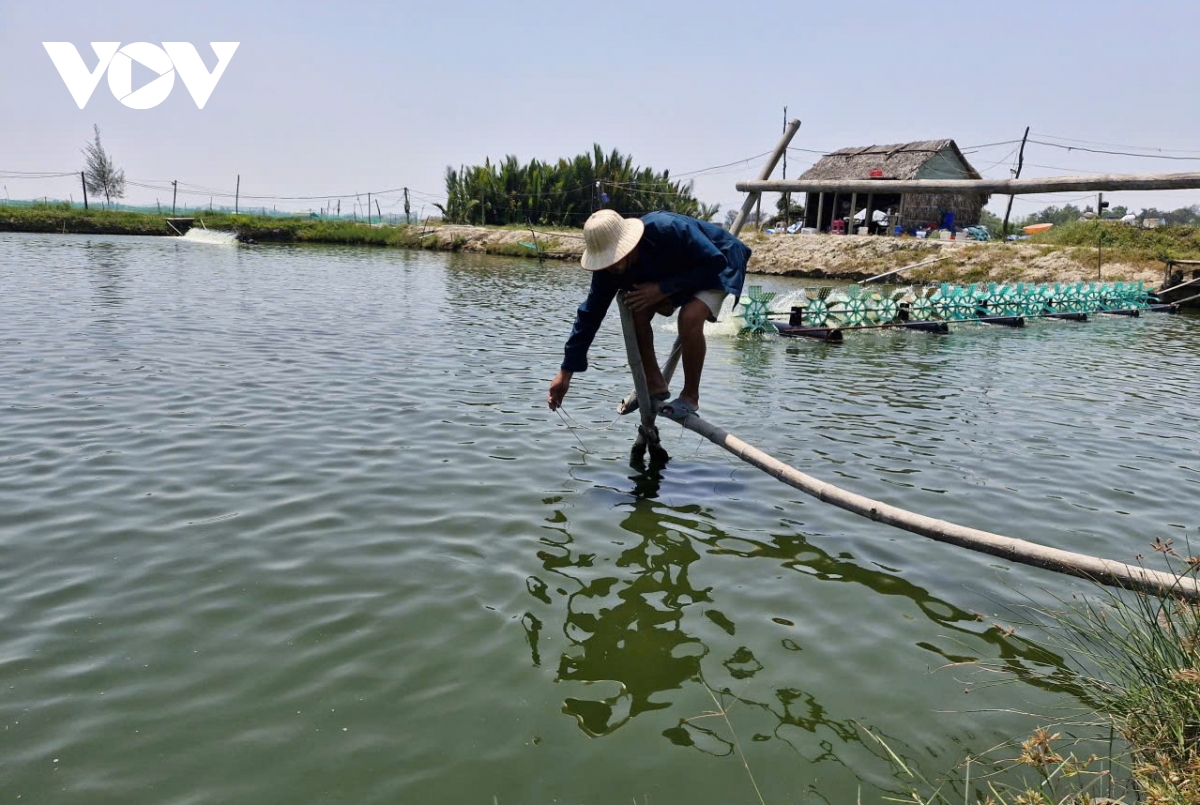 tom nuoi duoc mua, mat gia, nong dan Da nang giam lai hinh anh 1