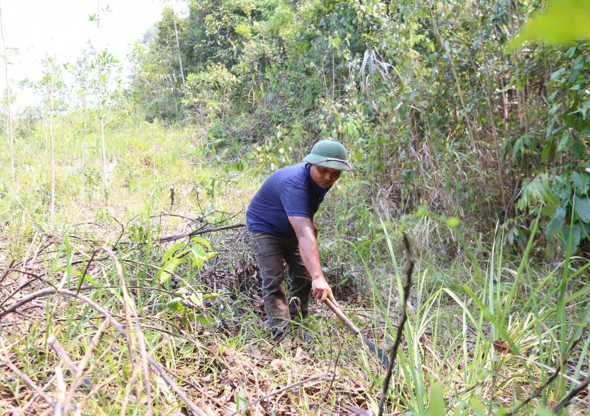 Da nang nang cao trach nhiem, kiem soat chat nguy co chay rung hinh anh 1