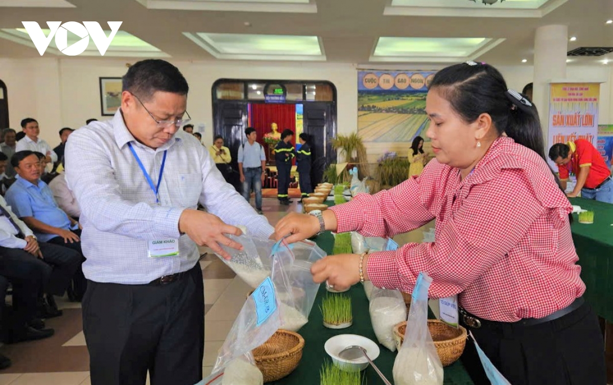 ca mau khai mac cuoc thi gao ngon vung Dbscl lan thu i nam 2026 hinh anh 1