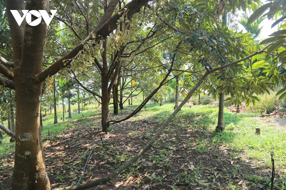 ket nghia dong bang - mien nui cach Da nang keo cac vung lai gan nhau hinh anh 2