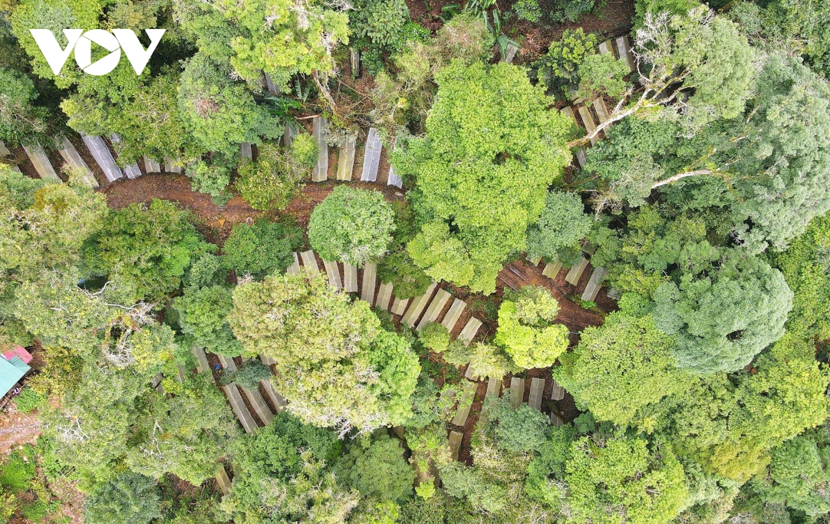 mua la sam ngoc linh, quoc bao hoi sinh sac xanh hinh anh 2