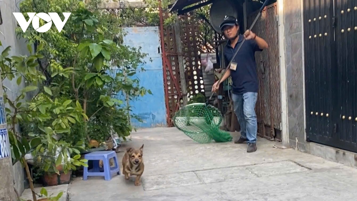 xu ly cho tha rong tai tp.hcm noi quyet liet, noi bo ngo hinh anh 2