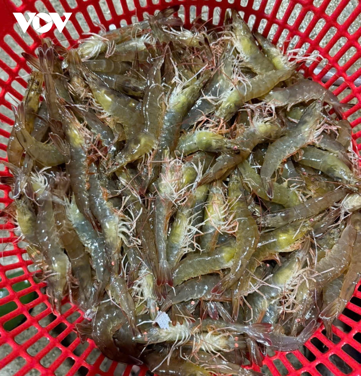 tom nuoi duoc mua, mat gia, nong dan Da nang giam lai hinh anh 2