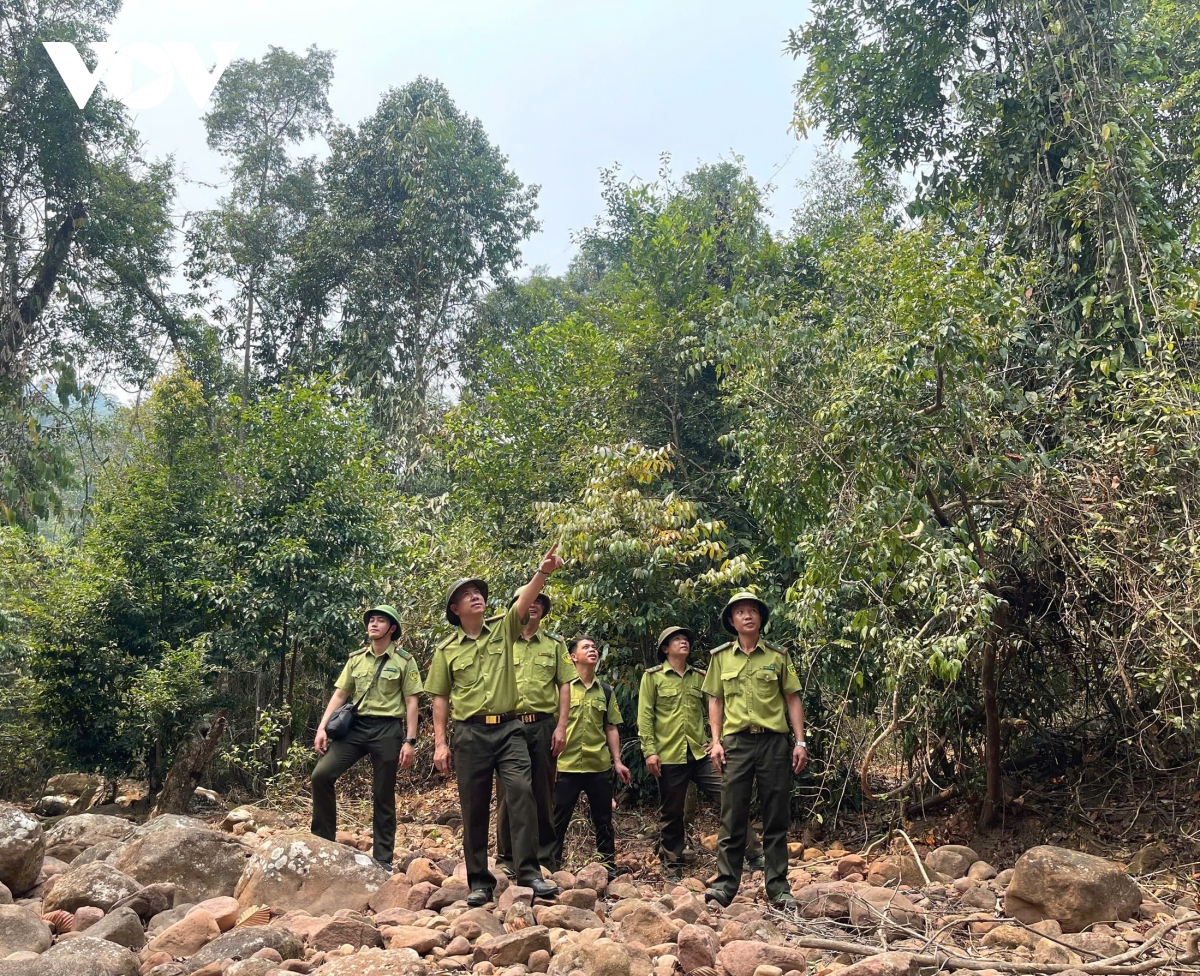 nang nong gay gat dien rong, son la canh phong 24 24h de chong chay rung hinh anh 4