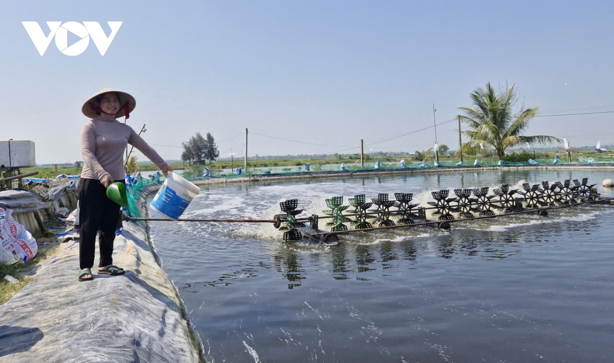 tom nuoi duoc mua, mat gia, nong dan Da nang giam lai hinh anh 3