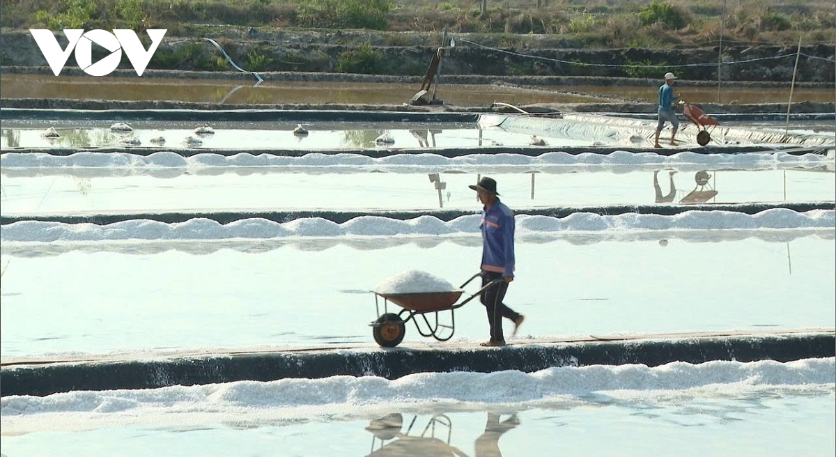 Người làm muối ở Tân Thành vui vì trúng mùa, giá bán ổn định