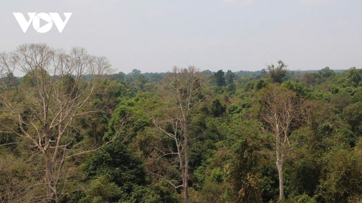 cang minh truoc mua kho 2026, rung lo go-xa mat can them la chan cong nghe hinh anh 3