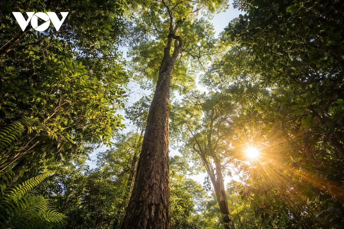 the tran long dan giu rung noi bien gioi muong khuong hinh anh 3