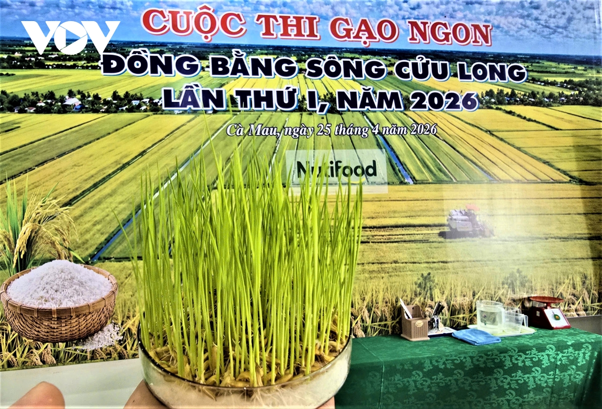 ca mau khai mac cuoc thi gao ngon vung Dbscl lan thu i nam 2026 hinh anh 3