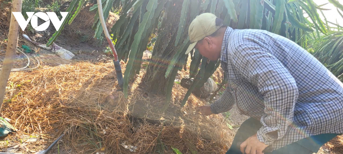 Nông dân Đồng Tháp tích cực áp dụng các biện pháp để vườn cây tốt tươi, đủ nguồn nước ngọt.jpg