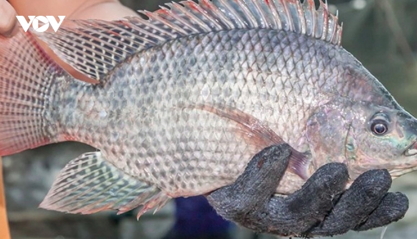 Tilapia exports surge despite global market turbulence