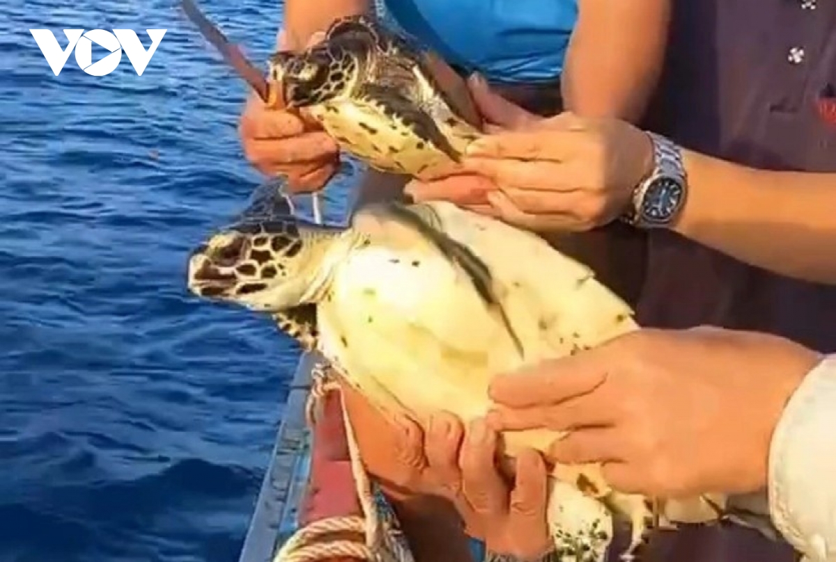 two rare sea turtles released off phu quy island picture 1