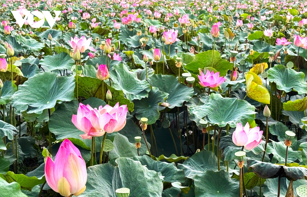 Đồng Tháp tháo gỡ “điểm nghẽn” để ngành hàng sen phát triển bền vững