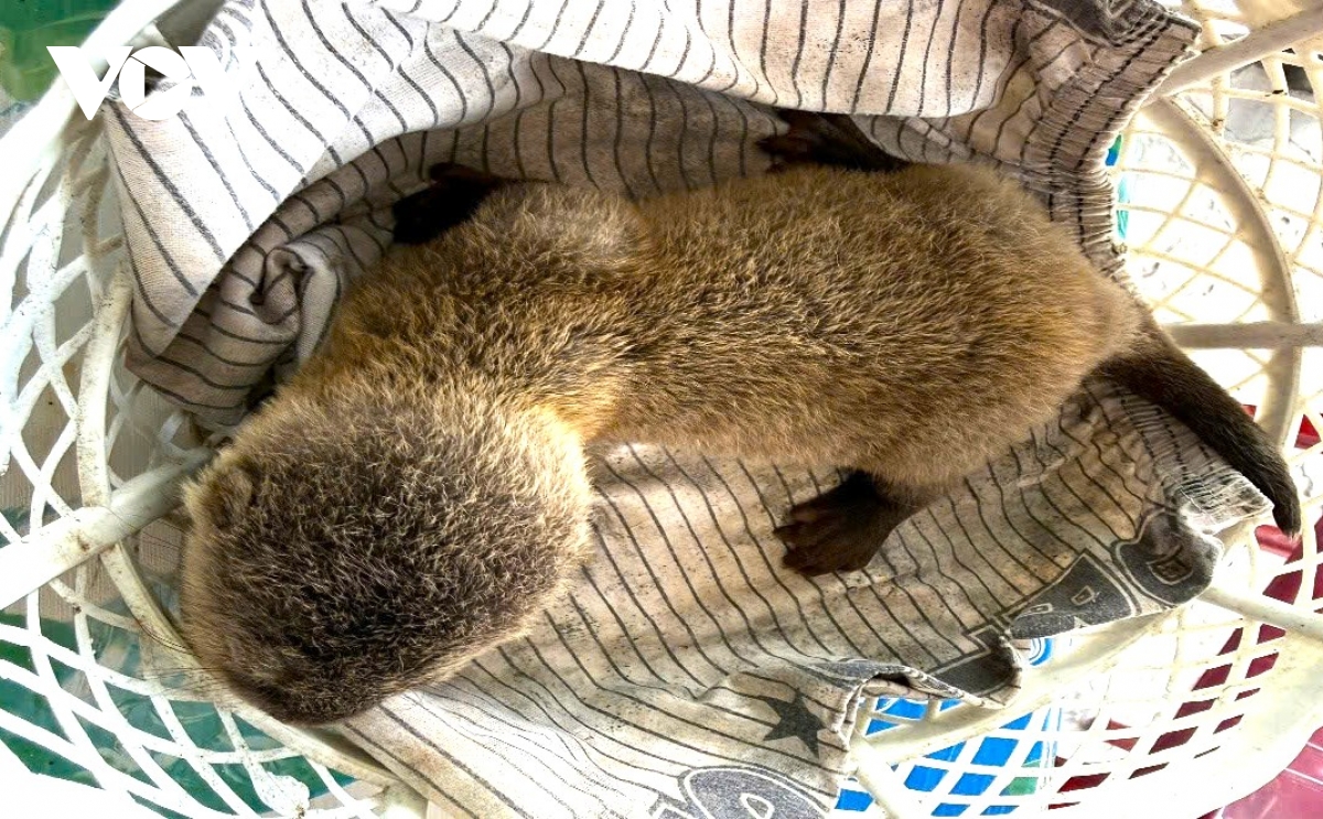 bat duoc rai ca, nam thanh nien chu dong giao nop dong vat hoang da hinh anh 1