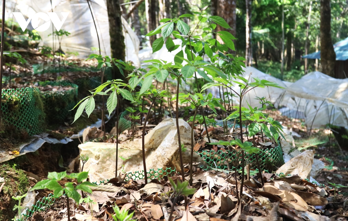 mua la sam ngoc linh, quoc bao hoi sinh sac xanh hinh anh 10