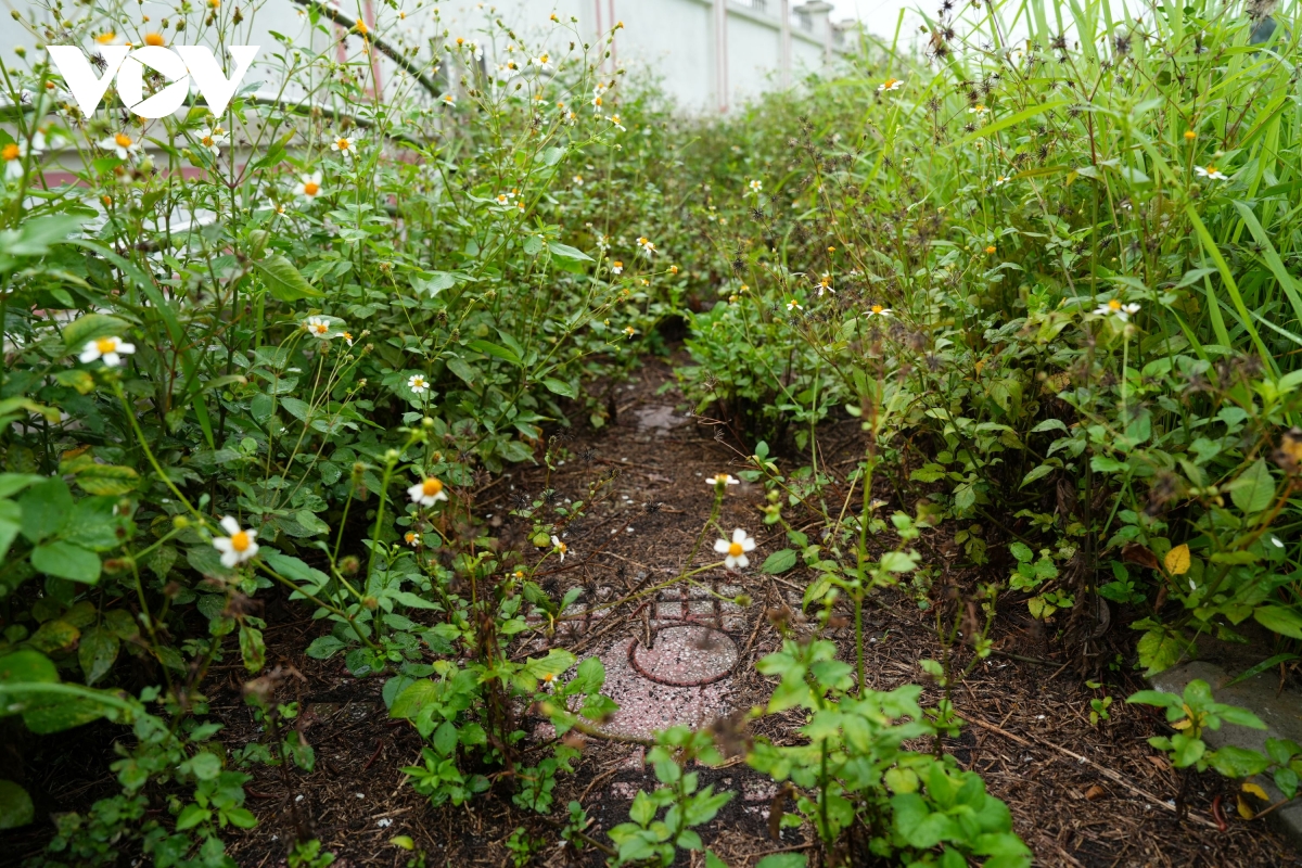 vuon hoa cao ba quat ha noi tu la phoi xanh thanh khu dat hoang co dai hinh anh 12