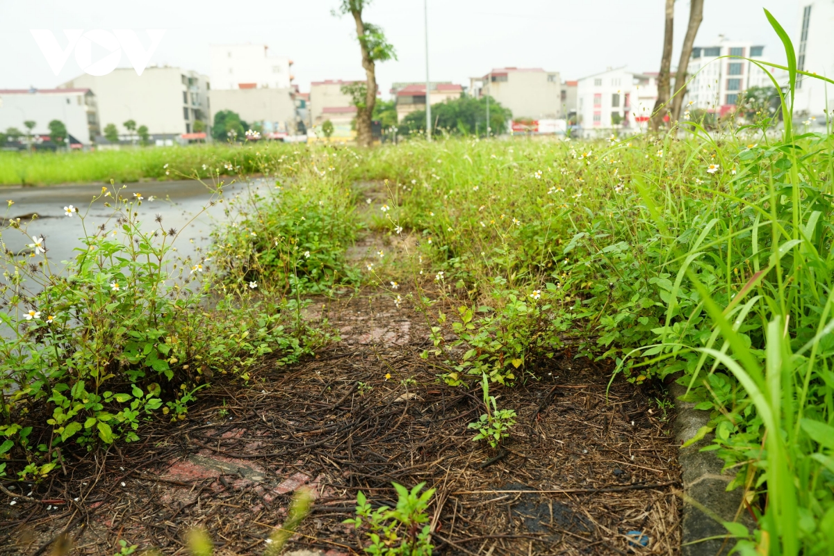 vuon hoa cao ba quat ha noi tu la phoi xanh thanh khu dat hoang co dai hinh anh 13