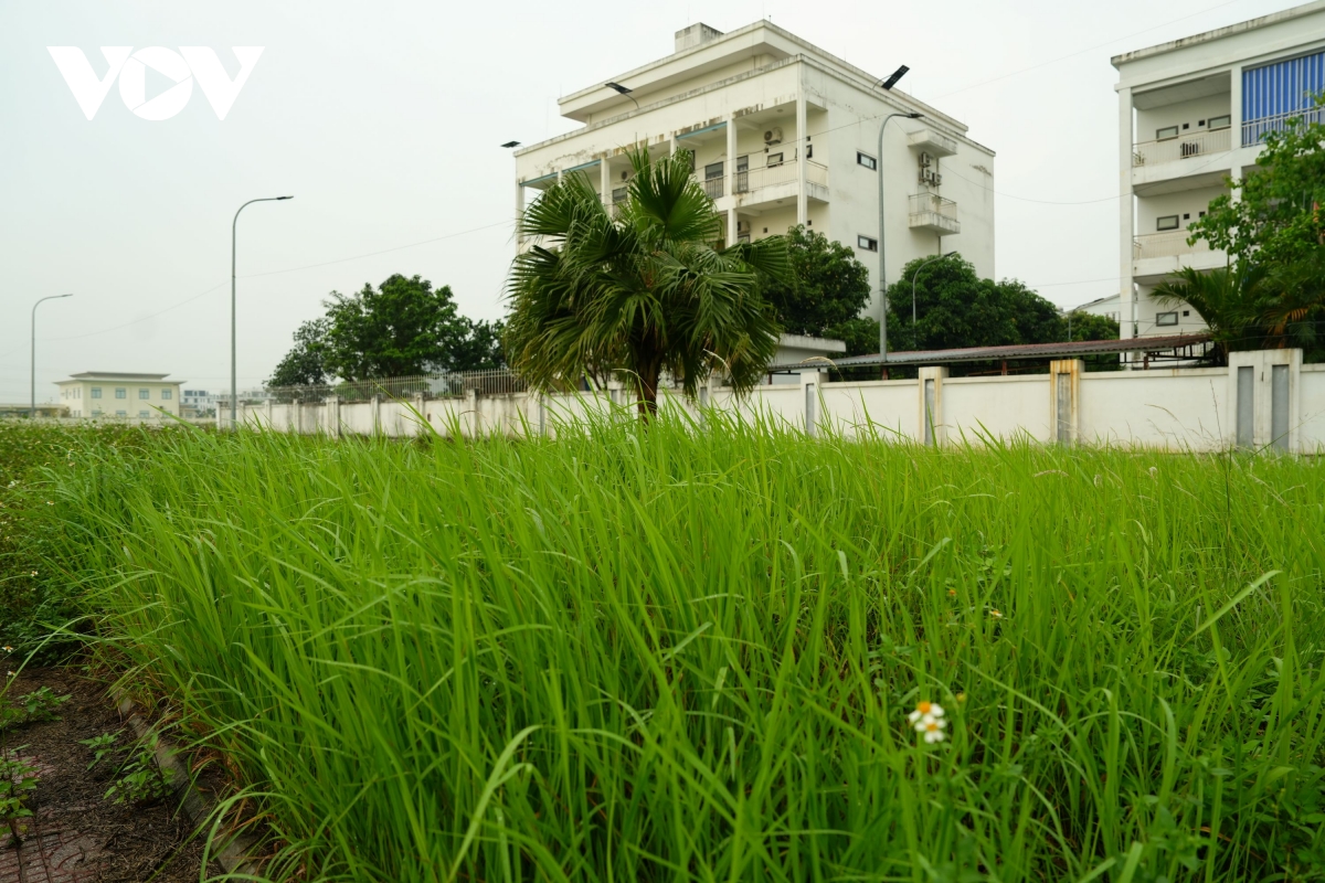 vuon hoa cao ba quat ha noi tu la phoi xanh thanh khu dat hoang co dai hinh anh 17