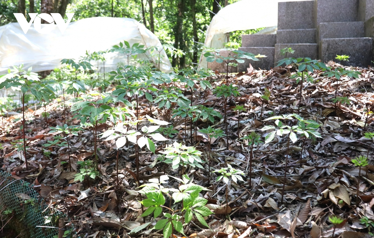 mua la sam ngoc linh, quoc bao hoi sinh sac xanh hinh anh 3