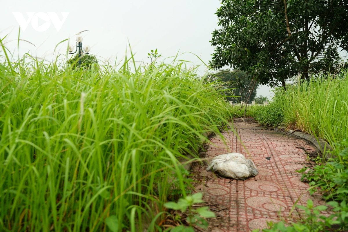 vuon hoa cao ba quat ha noi tu la phoi xanh thanh khu dat hoang co dai hinh anh 4